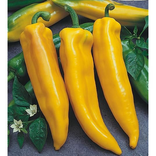 Plant de Poivron "Corne de Taureau Jaune"
