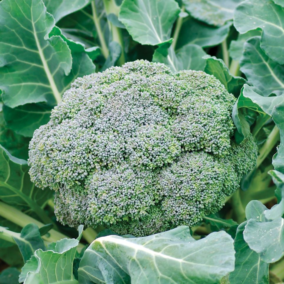 Brocoli