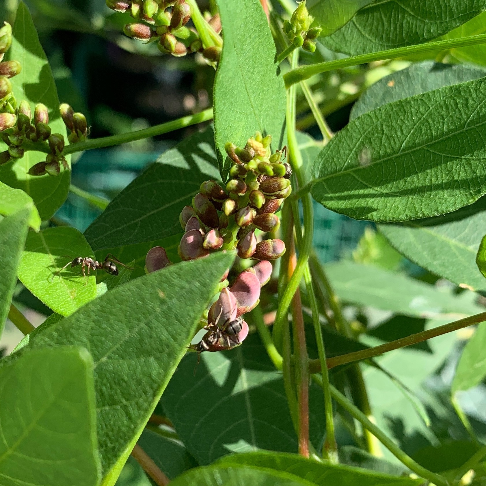 Glycine tubéreuse - pot 1L