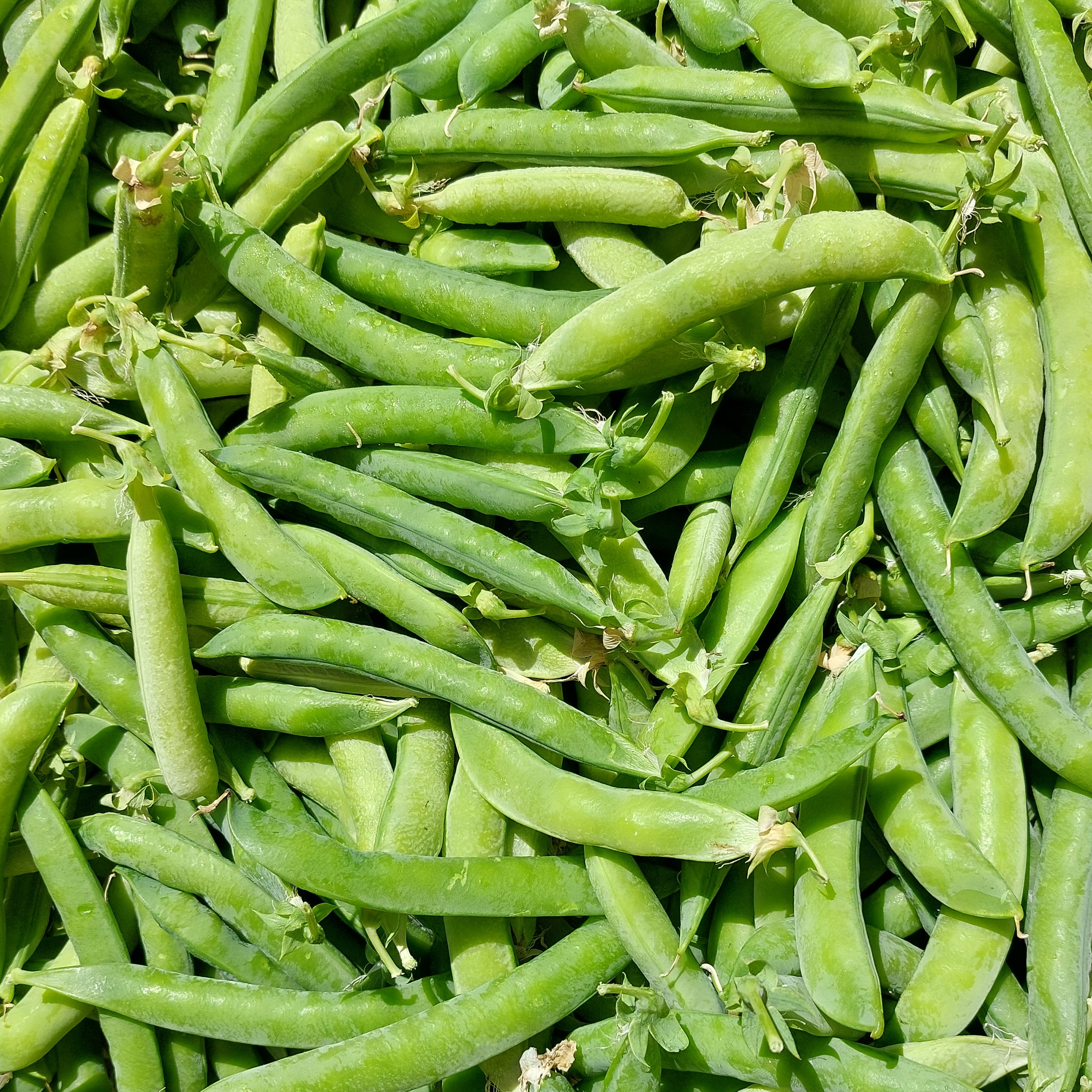 Petit pois - 500g