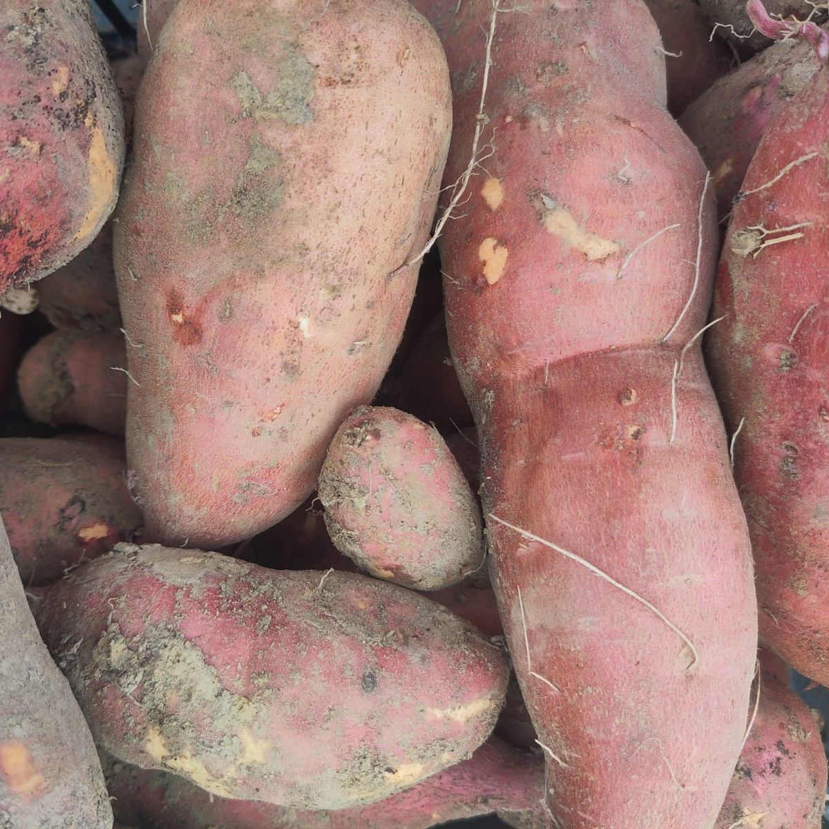 Patate douce