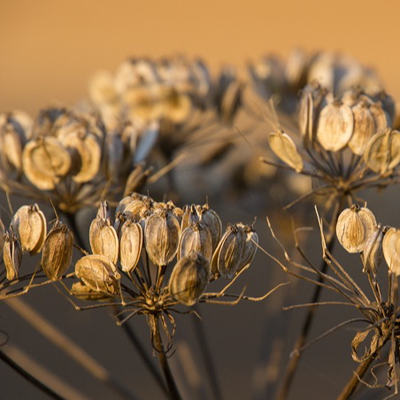 Graines de berce séchées (par 30gr)