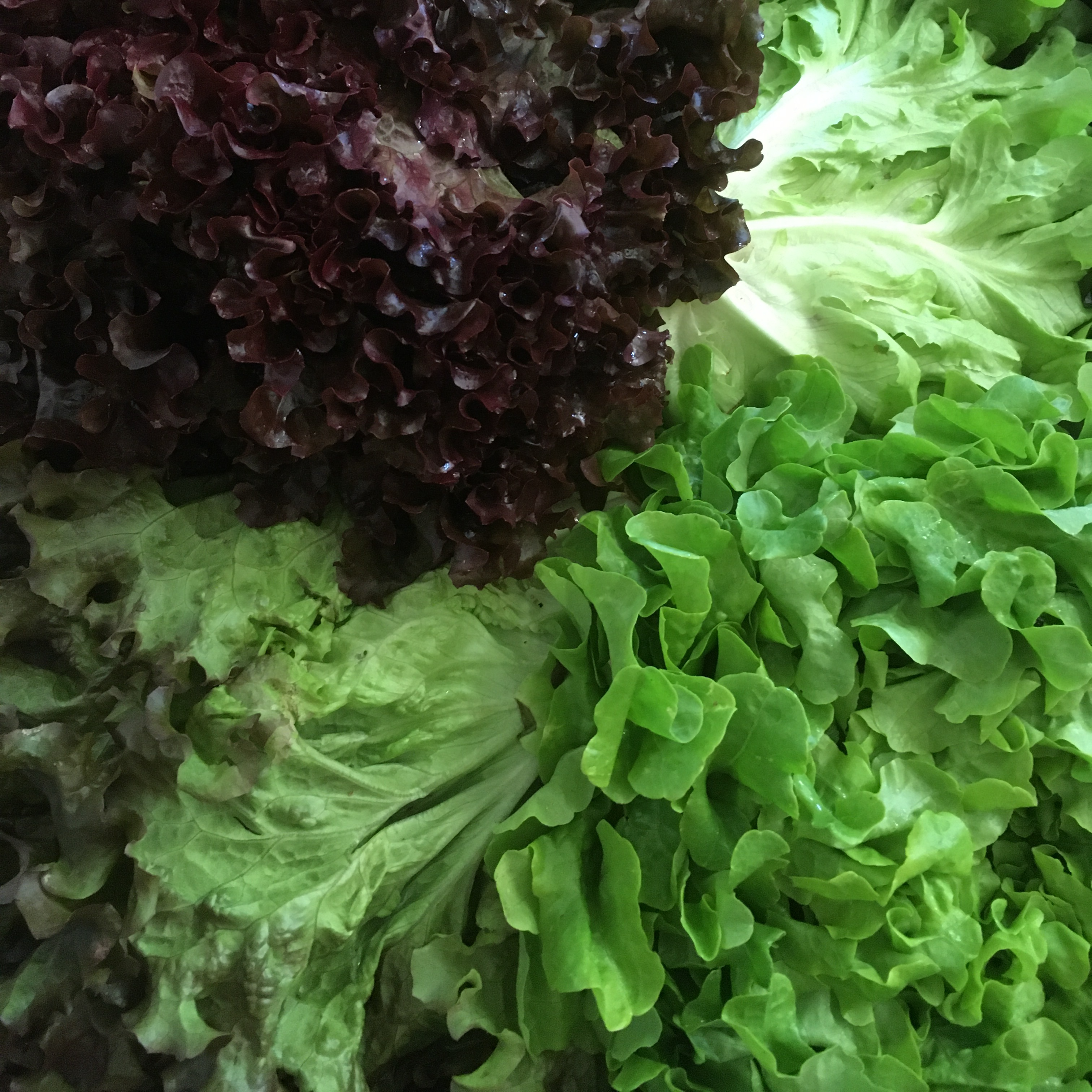 Salade