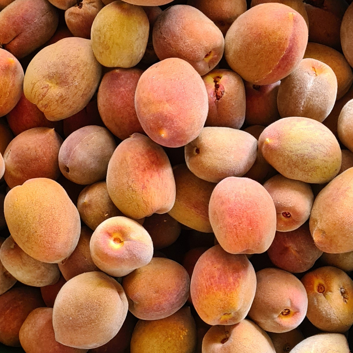 Cuir de pêches de vigne blanche - 30g