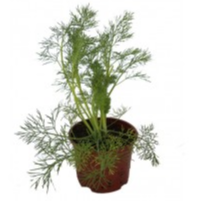 Pot d'aneth