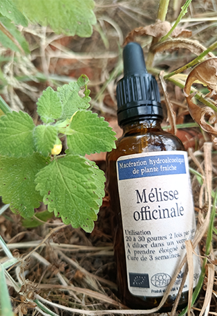 Alcoolature Mélisse - 50ml