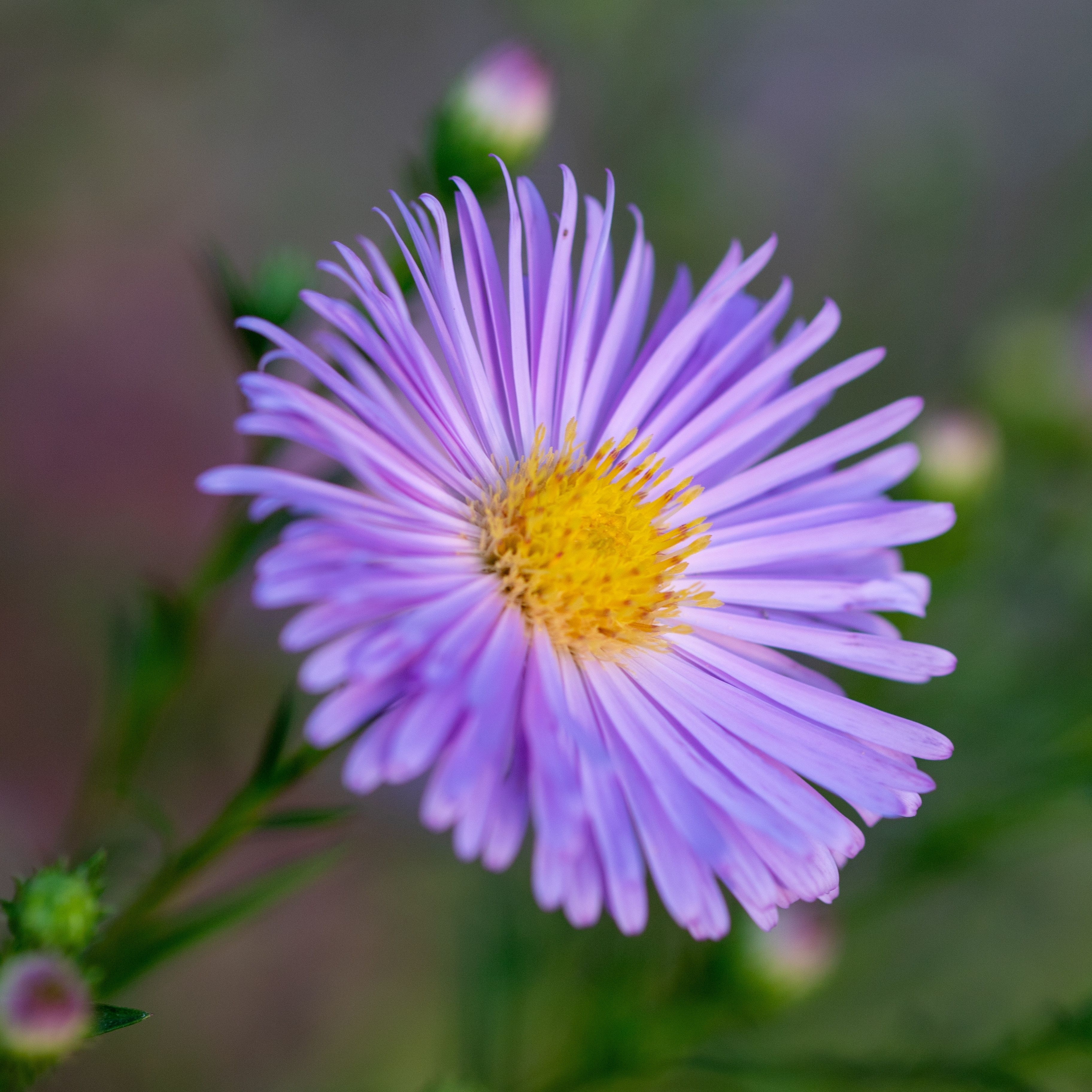 Aster nb 'Henri Picot'