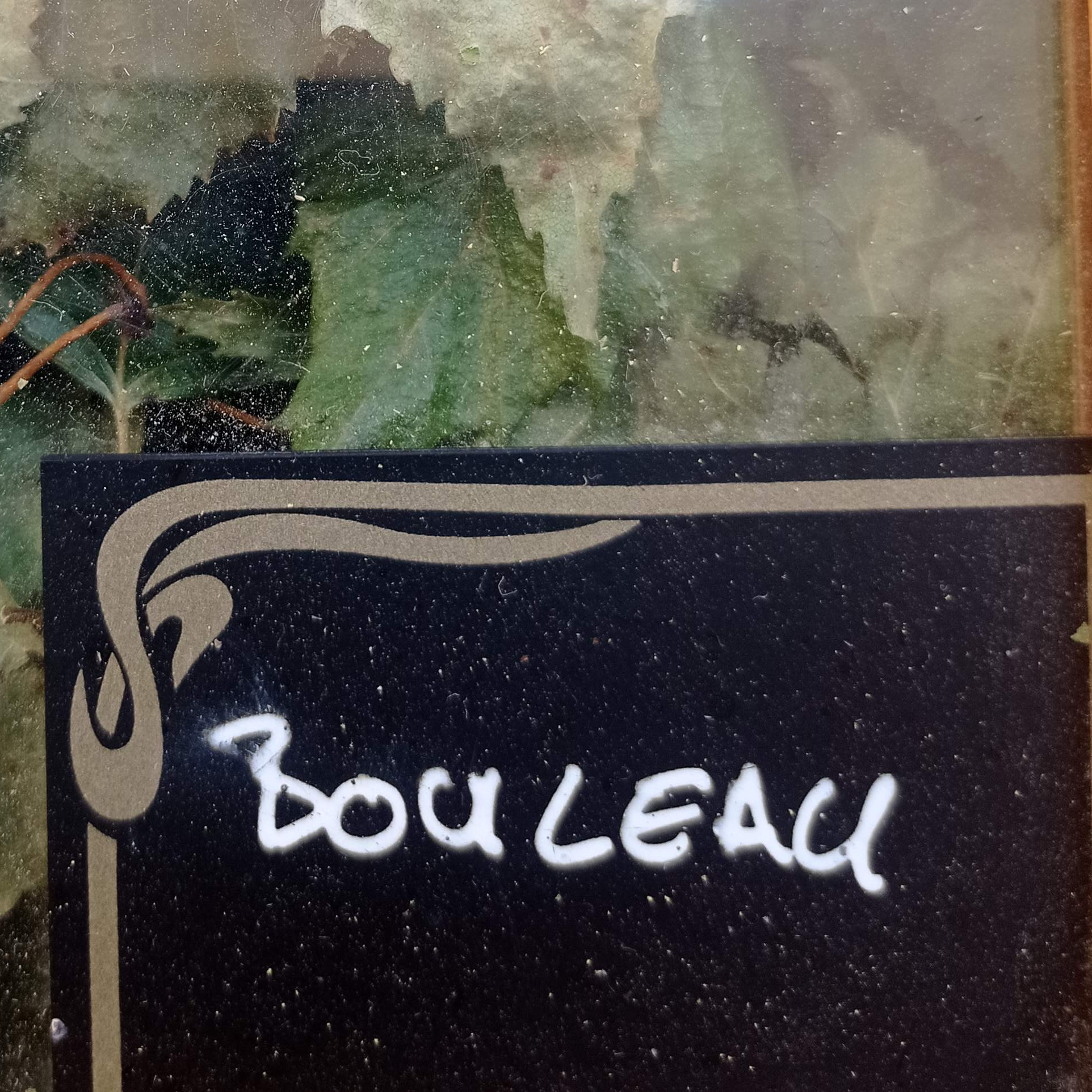 Bouleau sachet de 25g