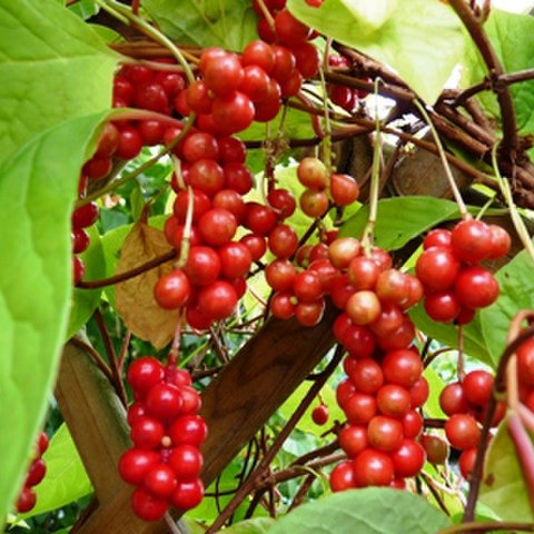 Schisandre de Chine - pot 2,5L