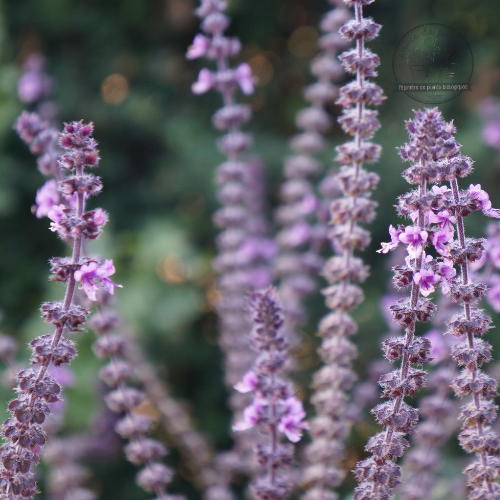 BASILIC VIVACE MAGIC MOUNTAIN Bio