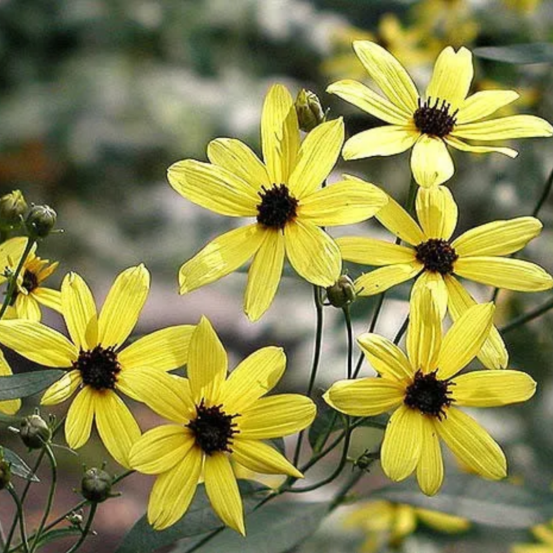 Coreopsis tripteris