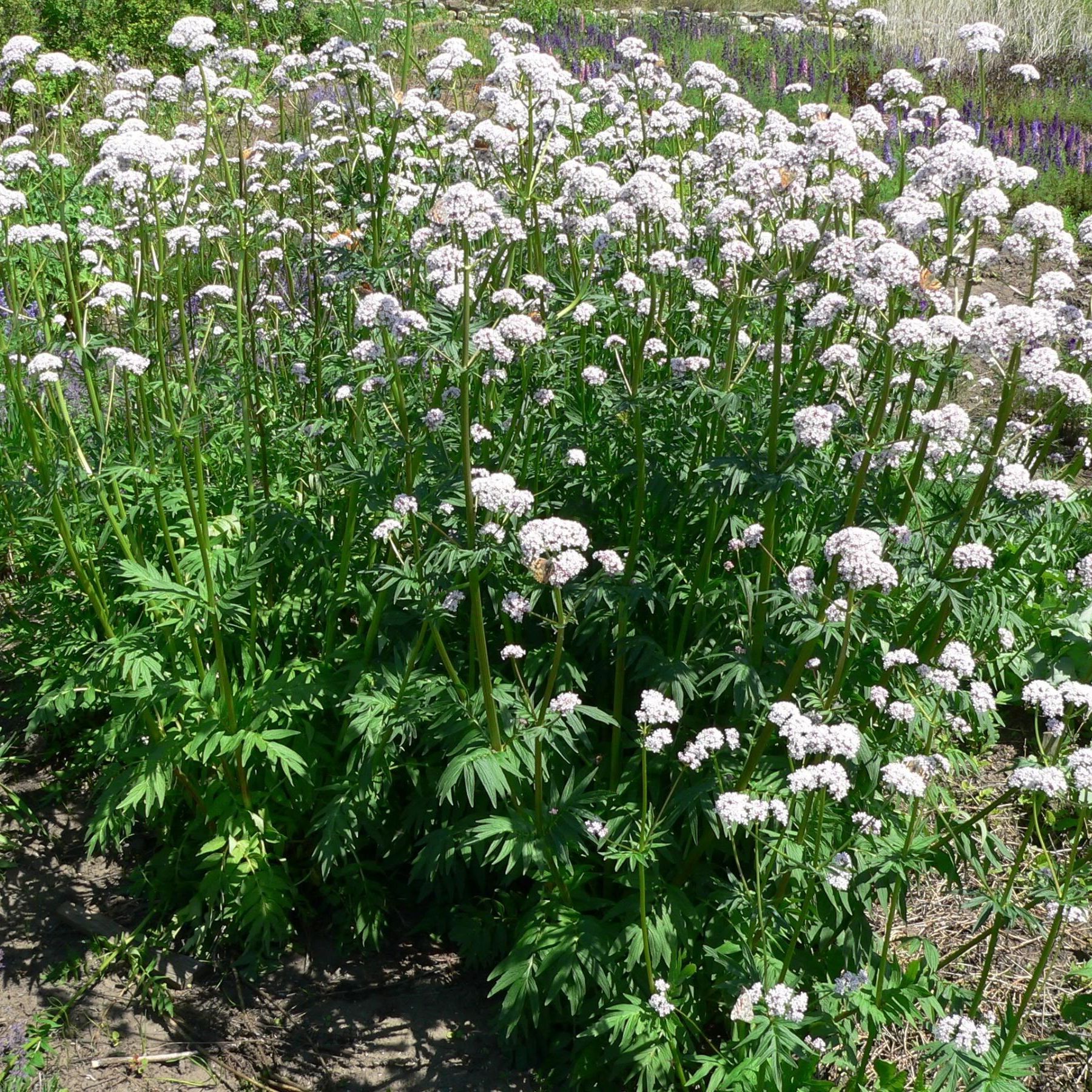 Valériane blanche (Centranthus ruber albus) - 1l