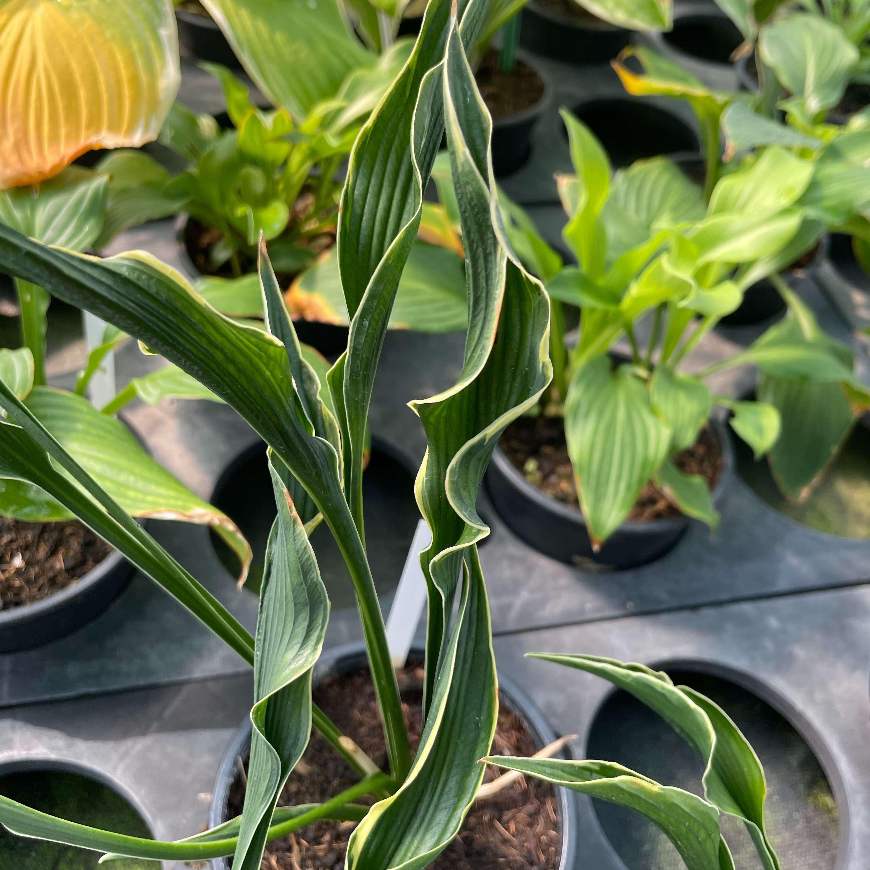 Hosta ‘Praying Hands’