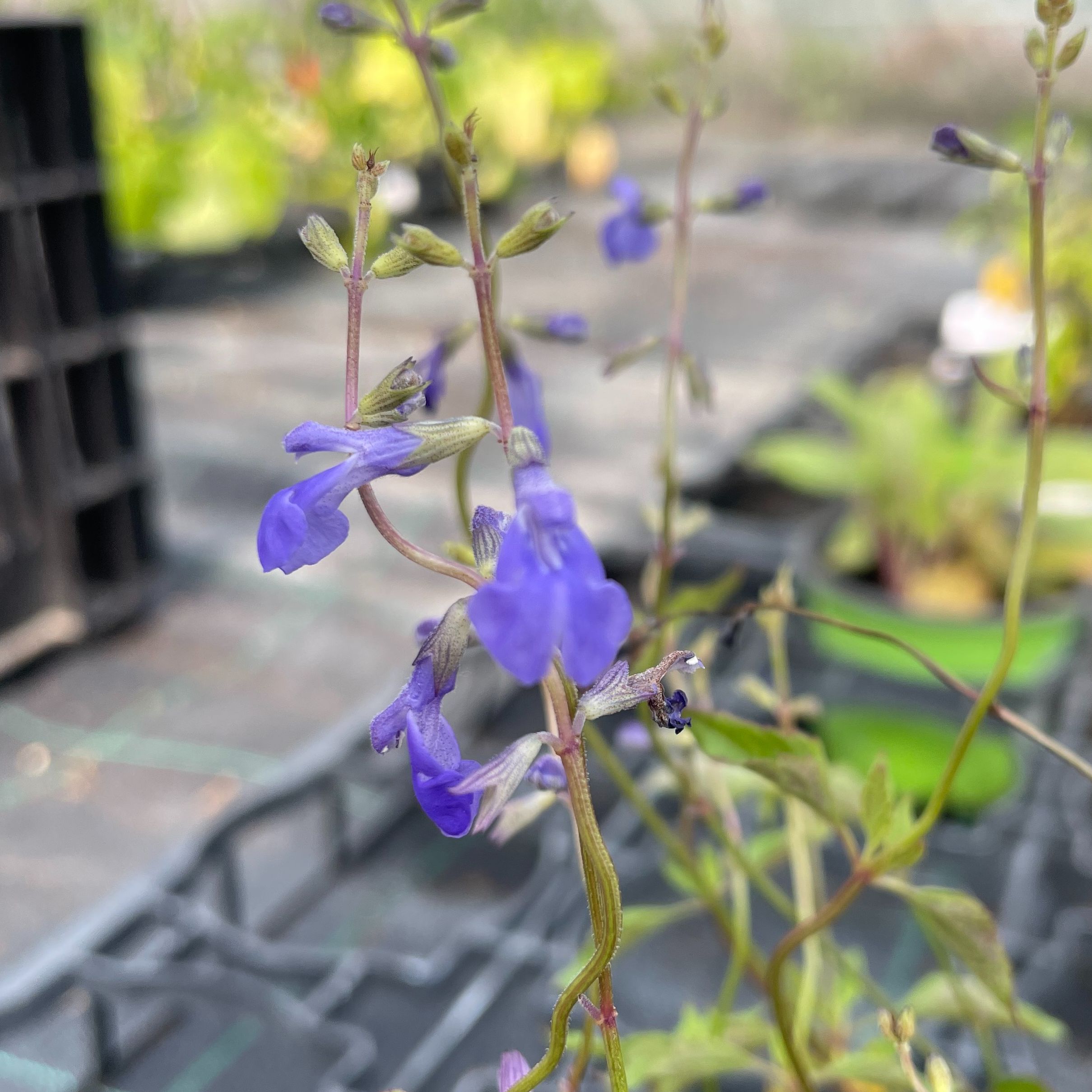 Salvia arizonica