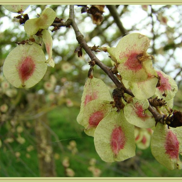 Samare d'orme (par 30 gr)