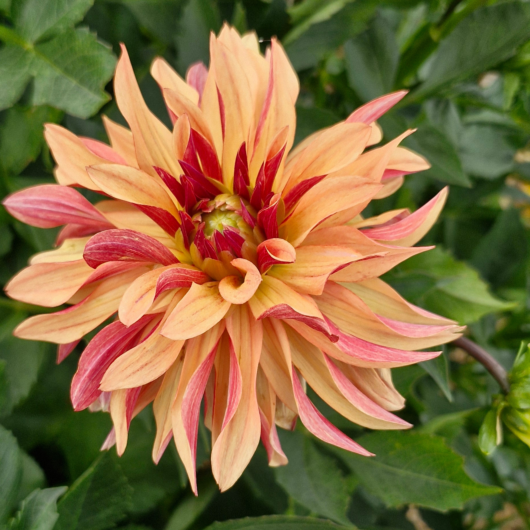 Dahlia décoratif french cancan (botte de 10 tiges)