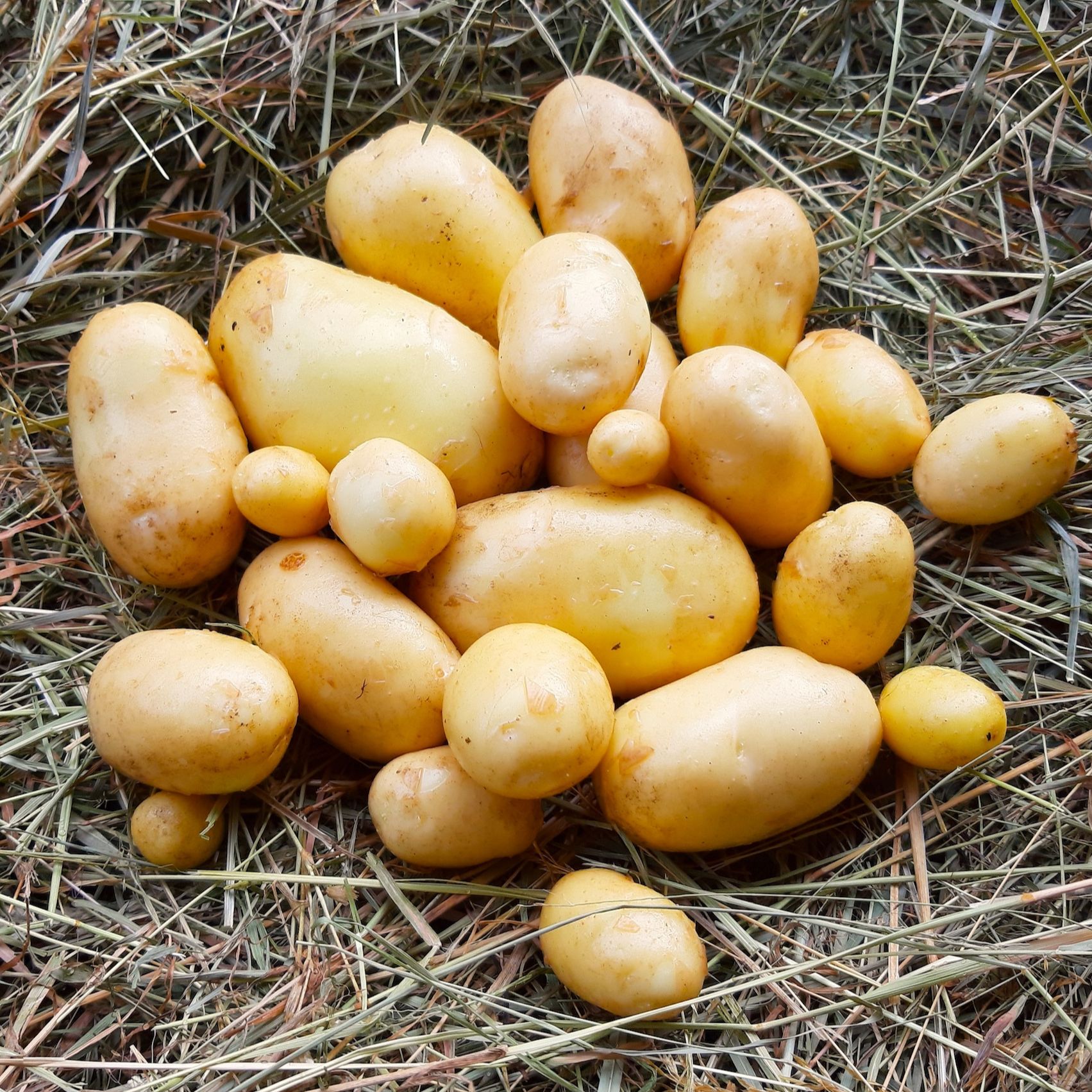 Pommes de terre nouvelles