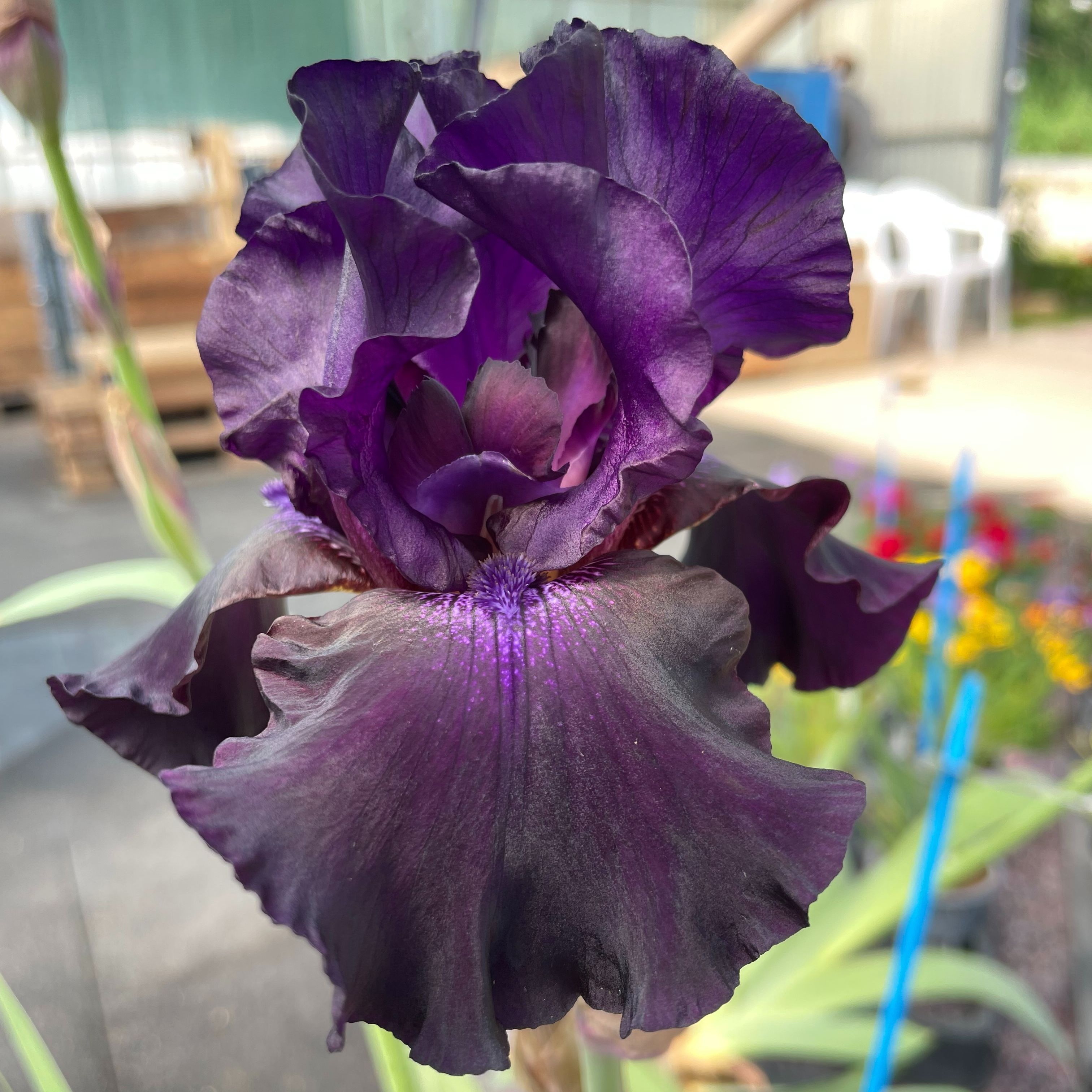 Iris germanica 'Superstition'
