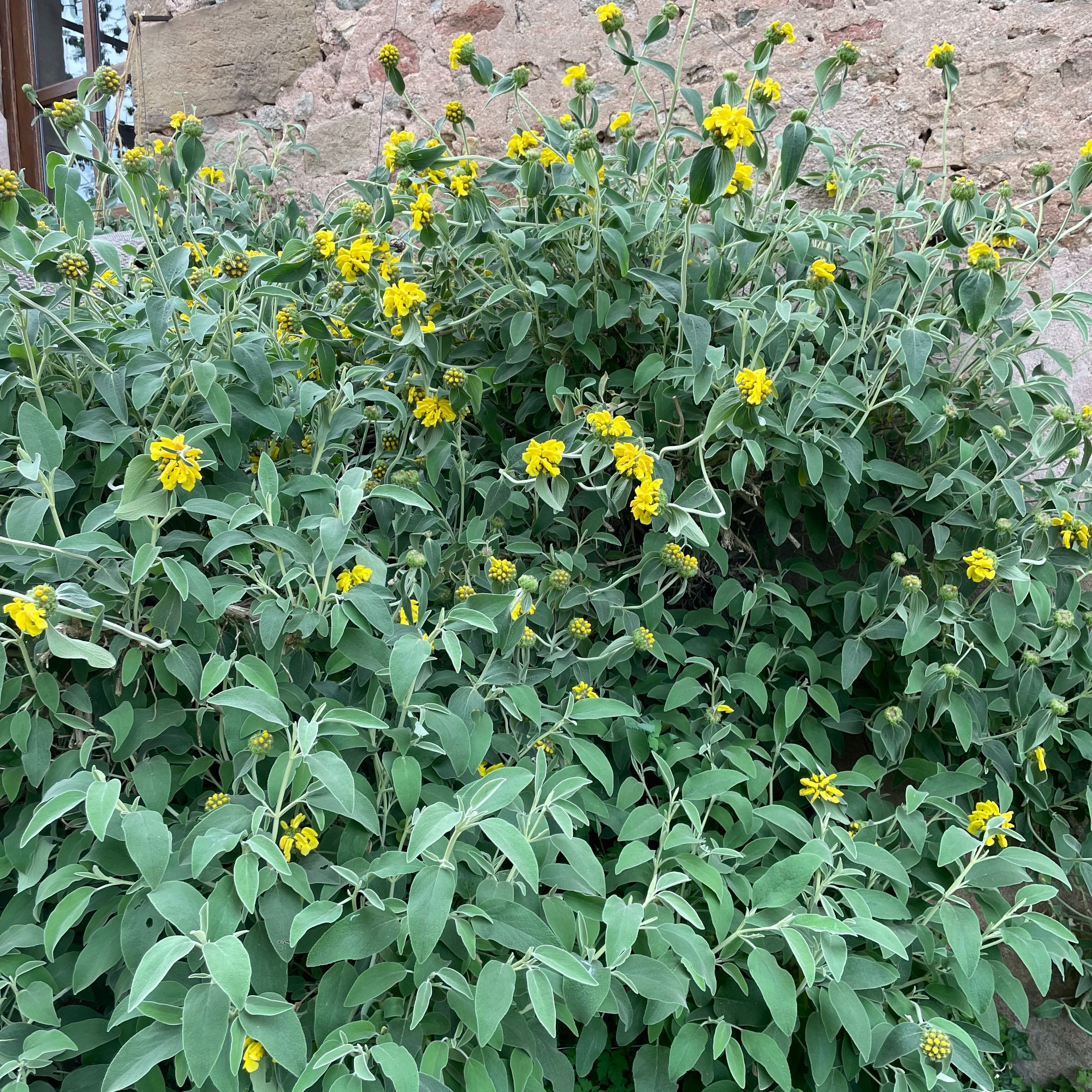 Phlomis fruticosa