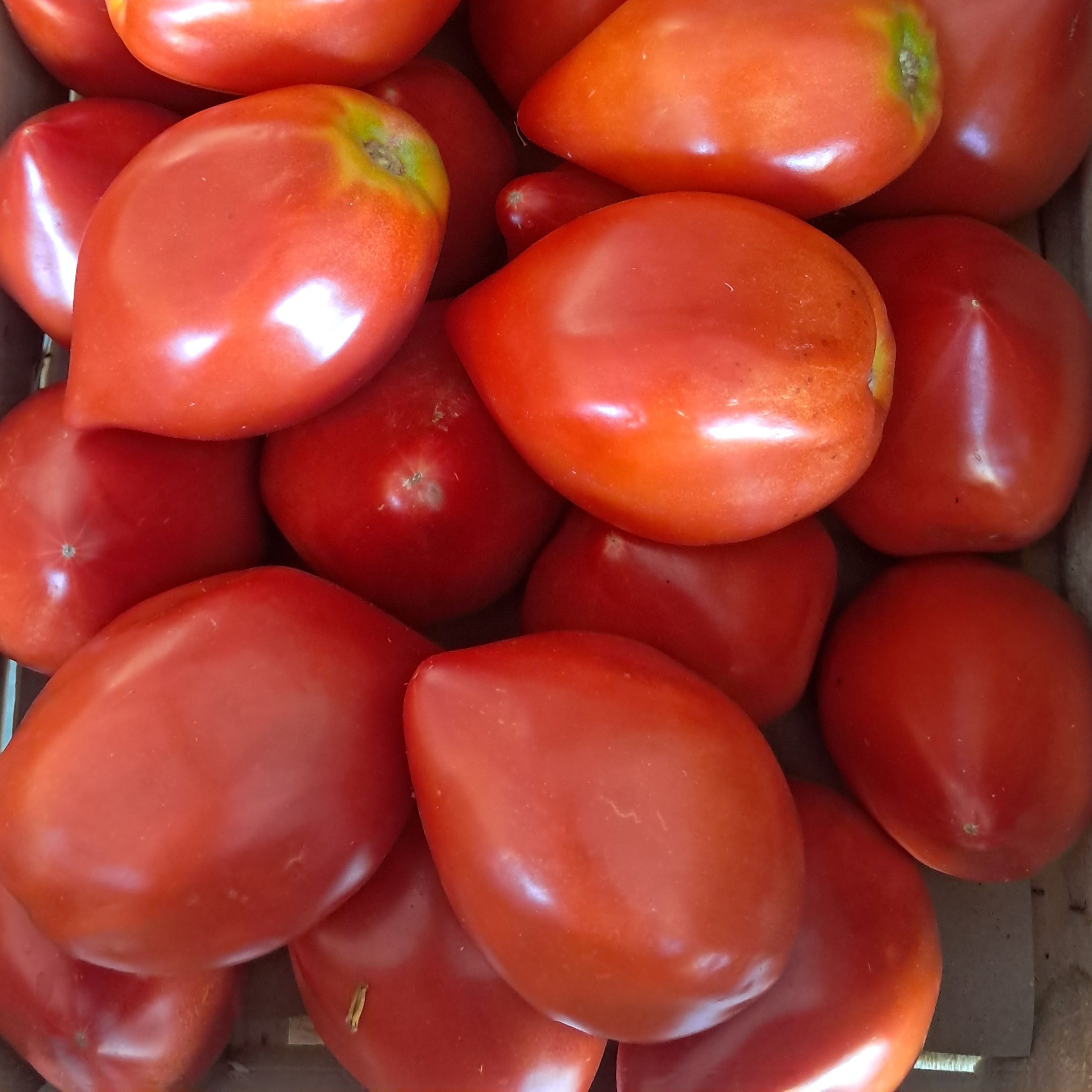 Tomates: cœur de bœuf - 1kg
