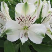 ALSTROEMERIA - MAZE - POT