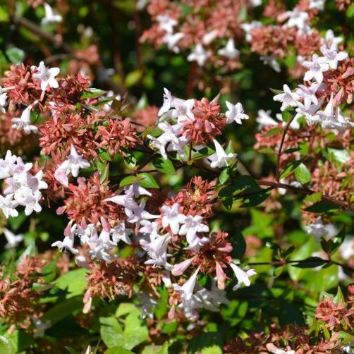 Abélia Grandiflora - Edward Goucher