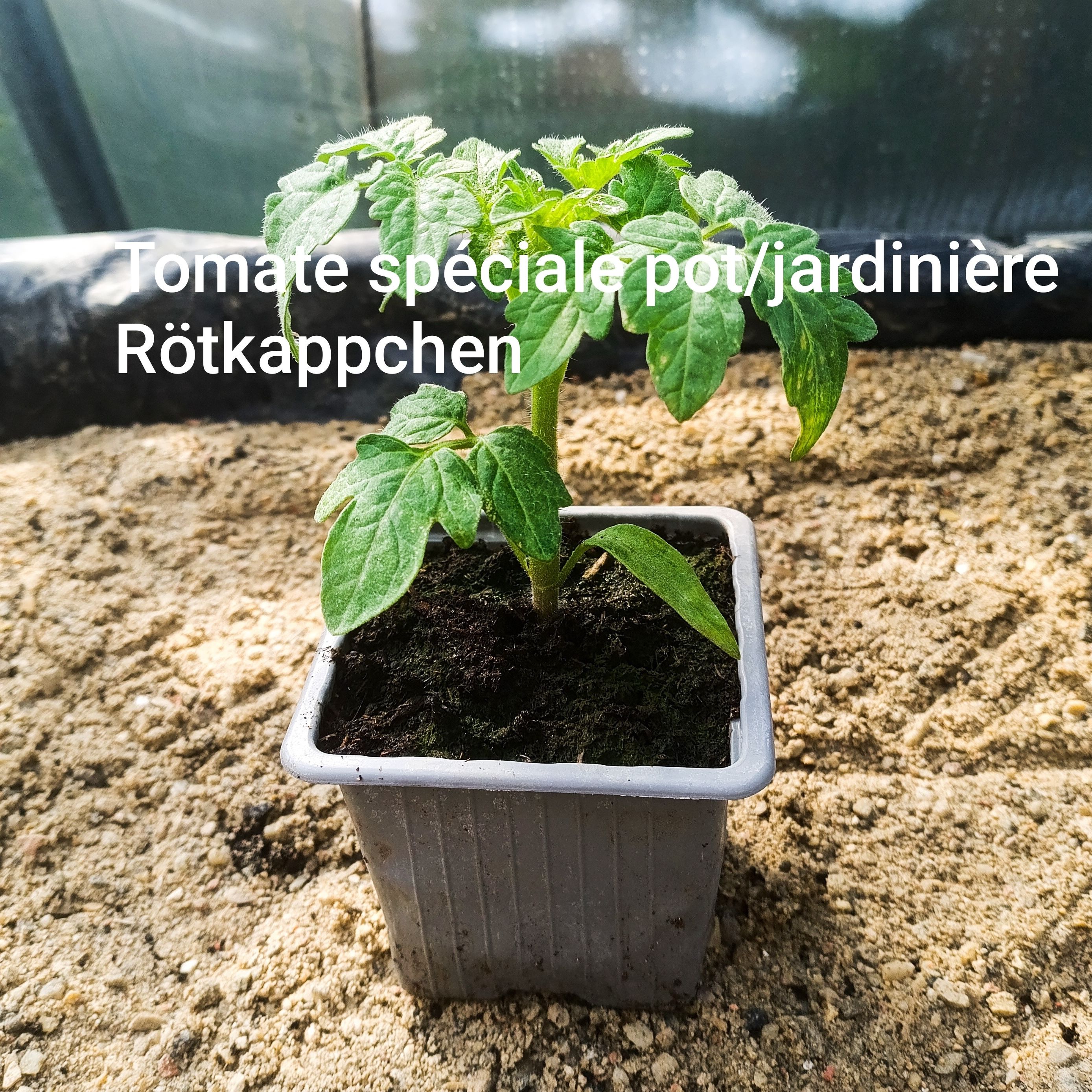 Plant tomate - rotkäppchen (spéciale jardinière)