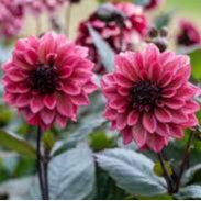 Tubercule - Dahlia Night Silence