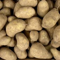 Pomme de Terre - KG