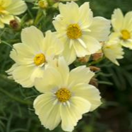 Cosmos Xanthos - Conteneur 1.5L