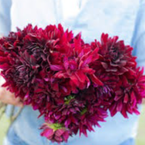 Tubercule - Dahlia Rip City