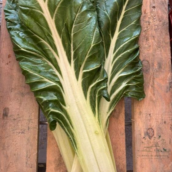 Côtes de bettes botte - 1kg