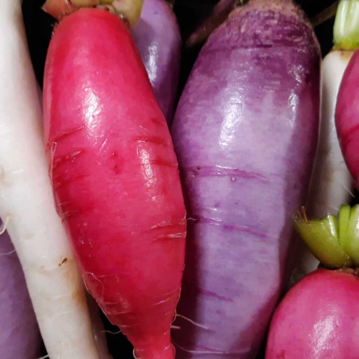 RADIS D'HIVER ASSORTI - 400g