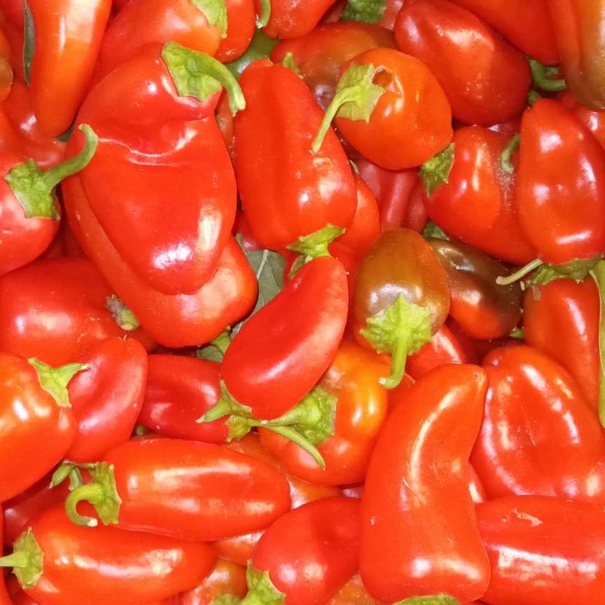 poivron rouge à croquer