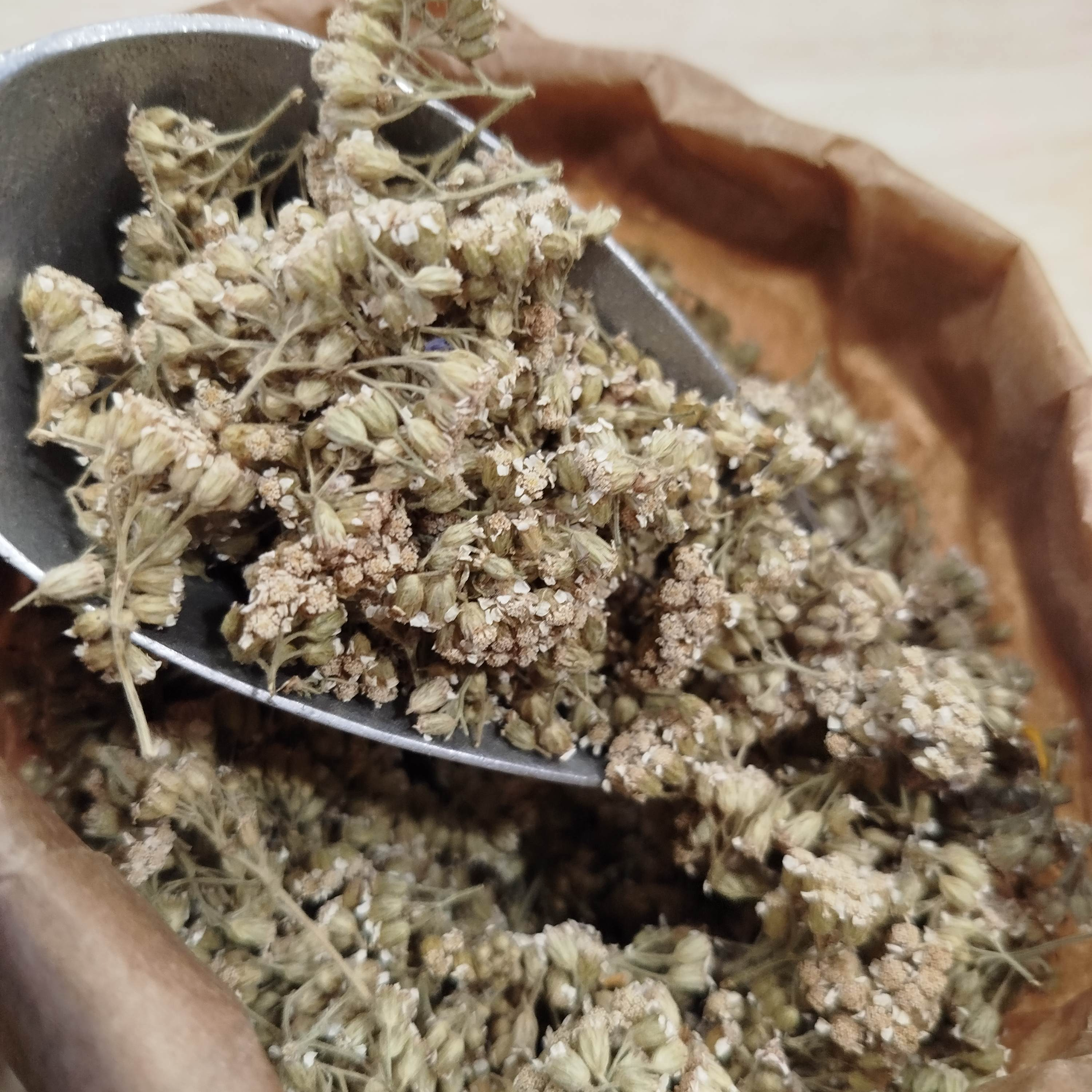 Achillée Millefeuille