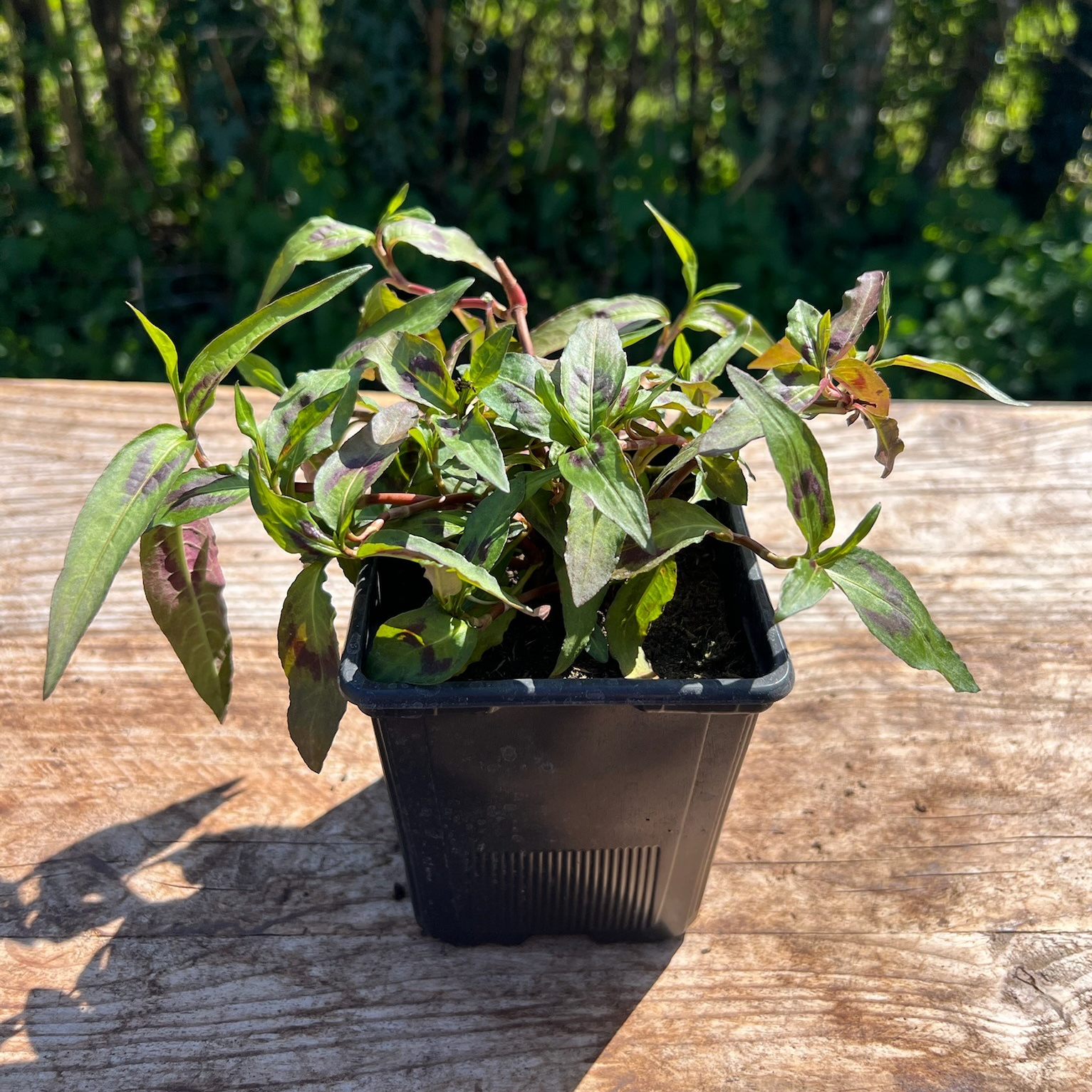 Plant Coriandre Vietnamienne Bio - 650g