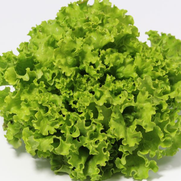 Laitue batavia blonde