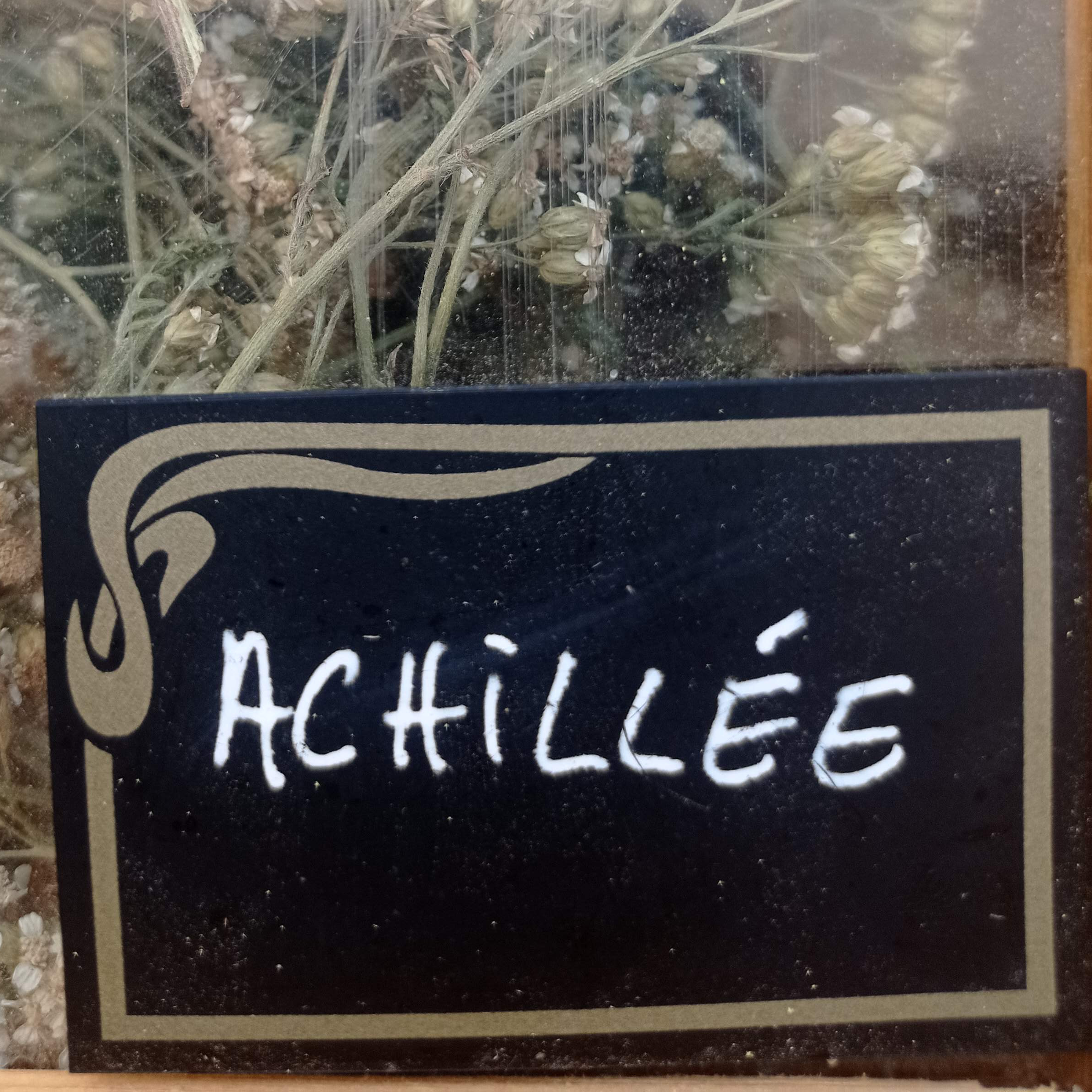 Achillée millefeuille sachet 25g