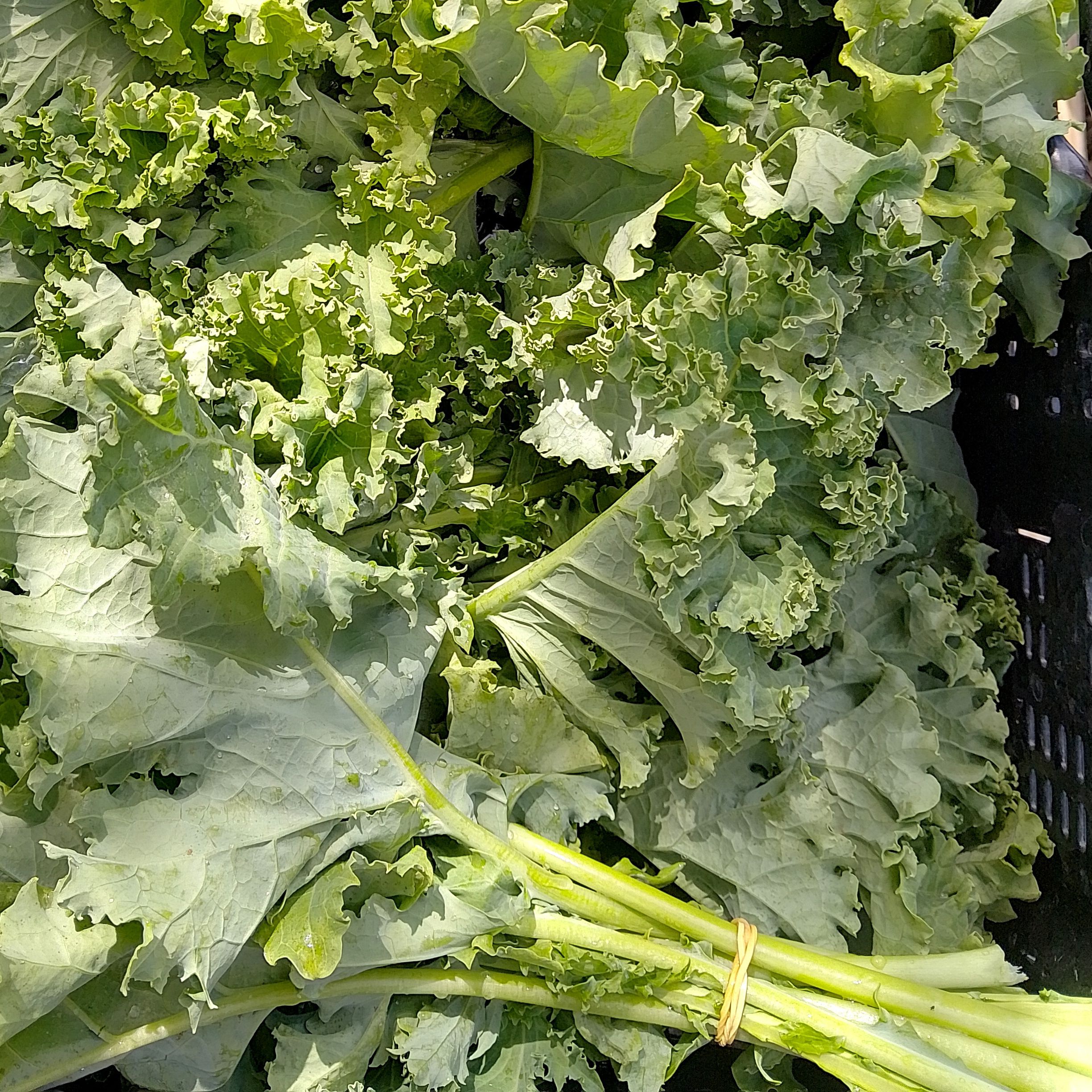 Chou kale