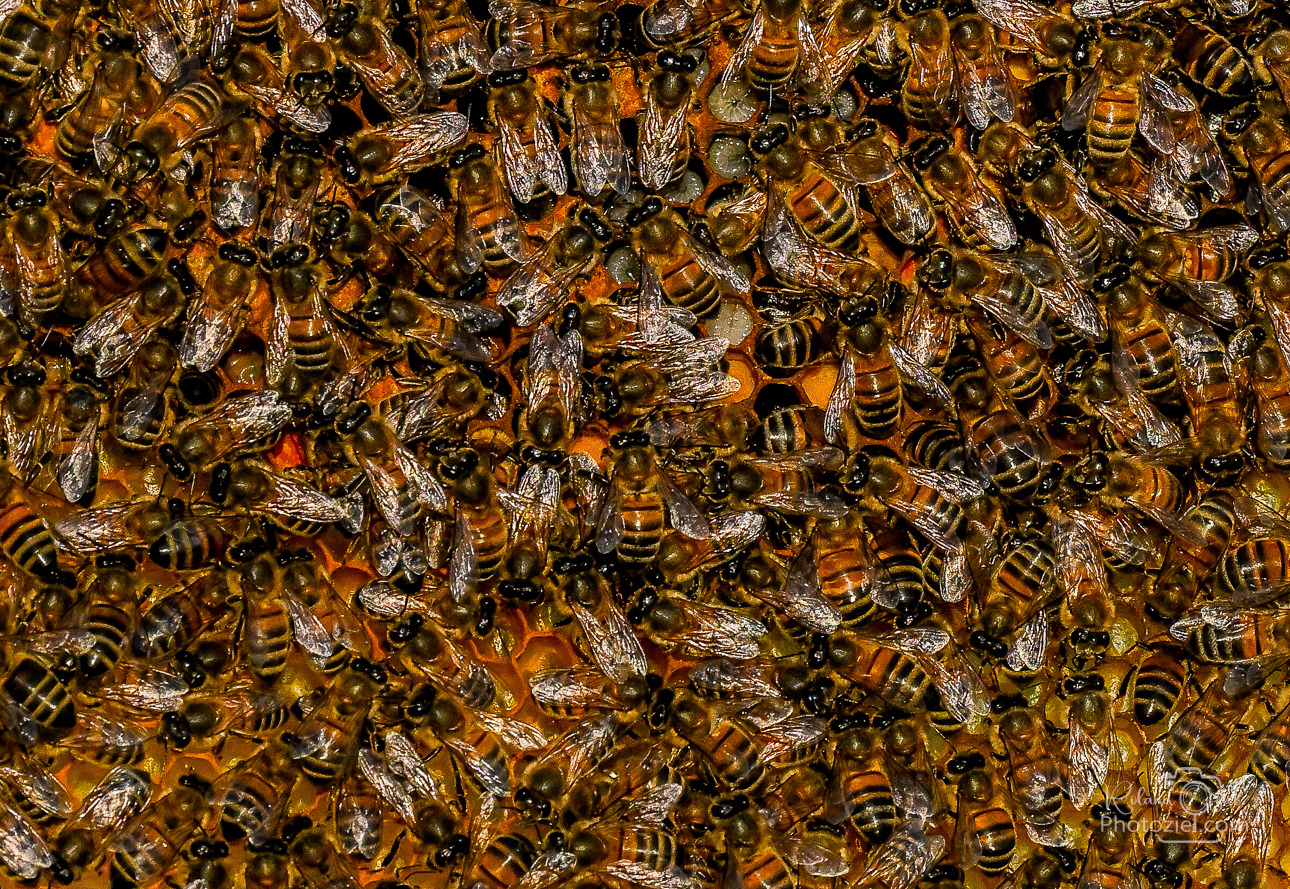 Essaims Hivernés D'Abeilles Sur Cinq Cadres