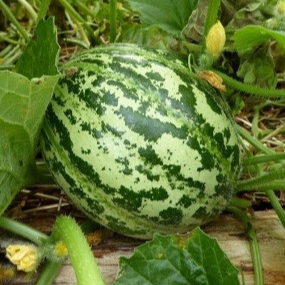 02 MELON LUNEVILLE