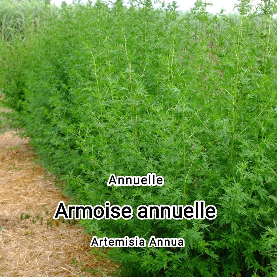 Plant "Artemisia Annua" bio