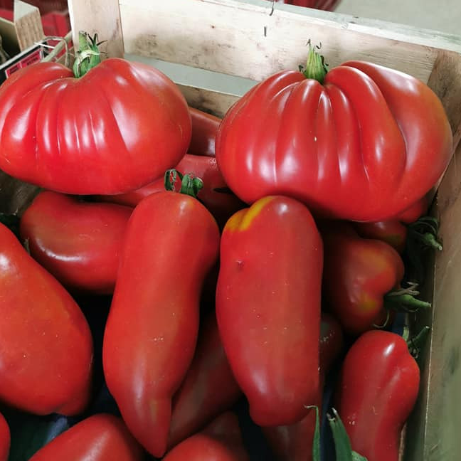 Tomate ancienne - CHAMP DES PAPILLES