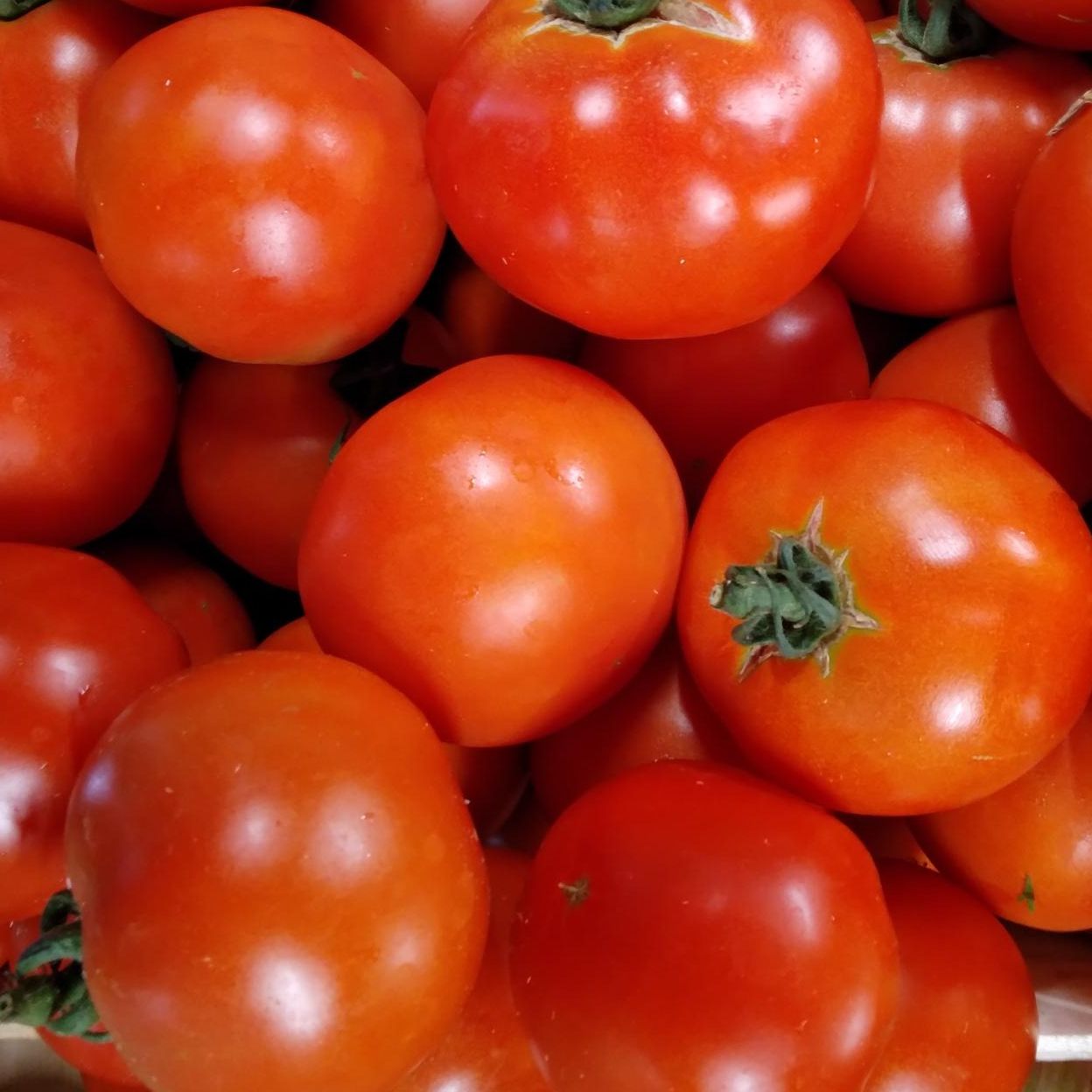 Tomate ronde