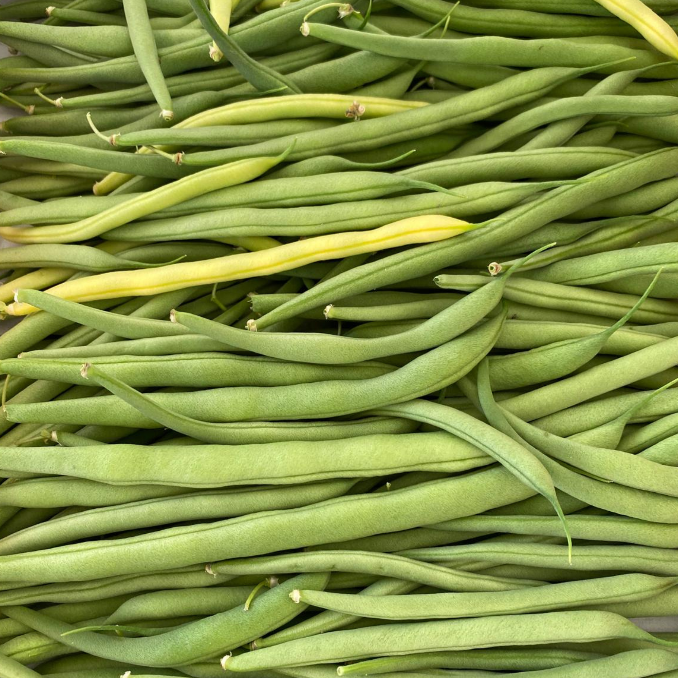 Haricot vert Sillery