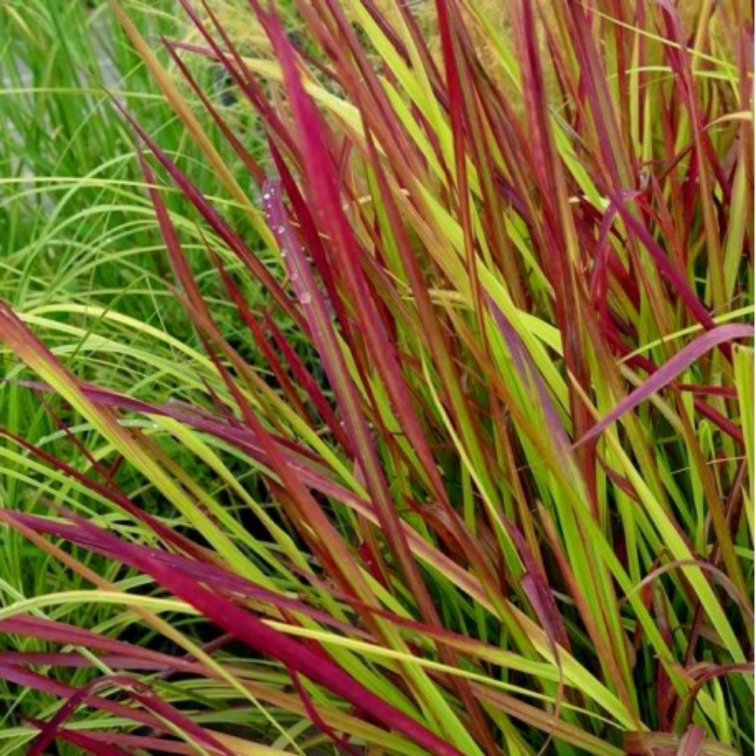 Imperata cylindrica ‘Red Barron’