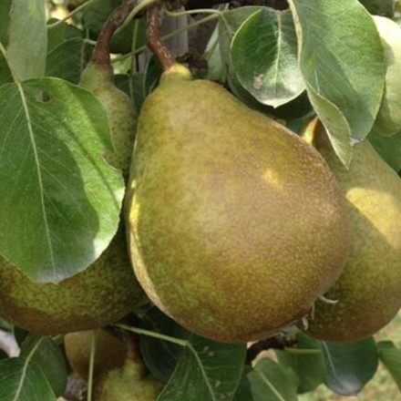 Poire Xénia (gros calibre) - 500g