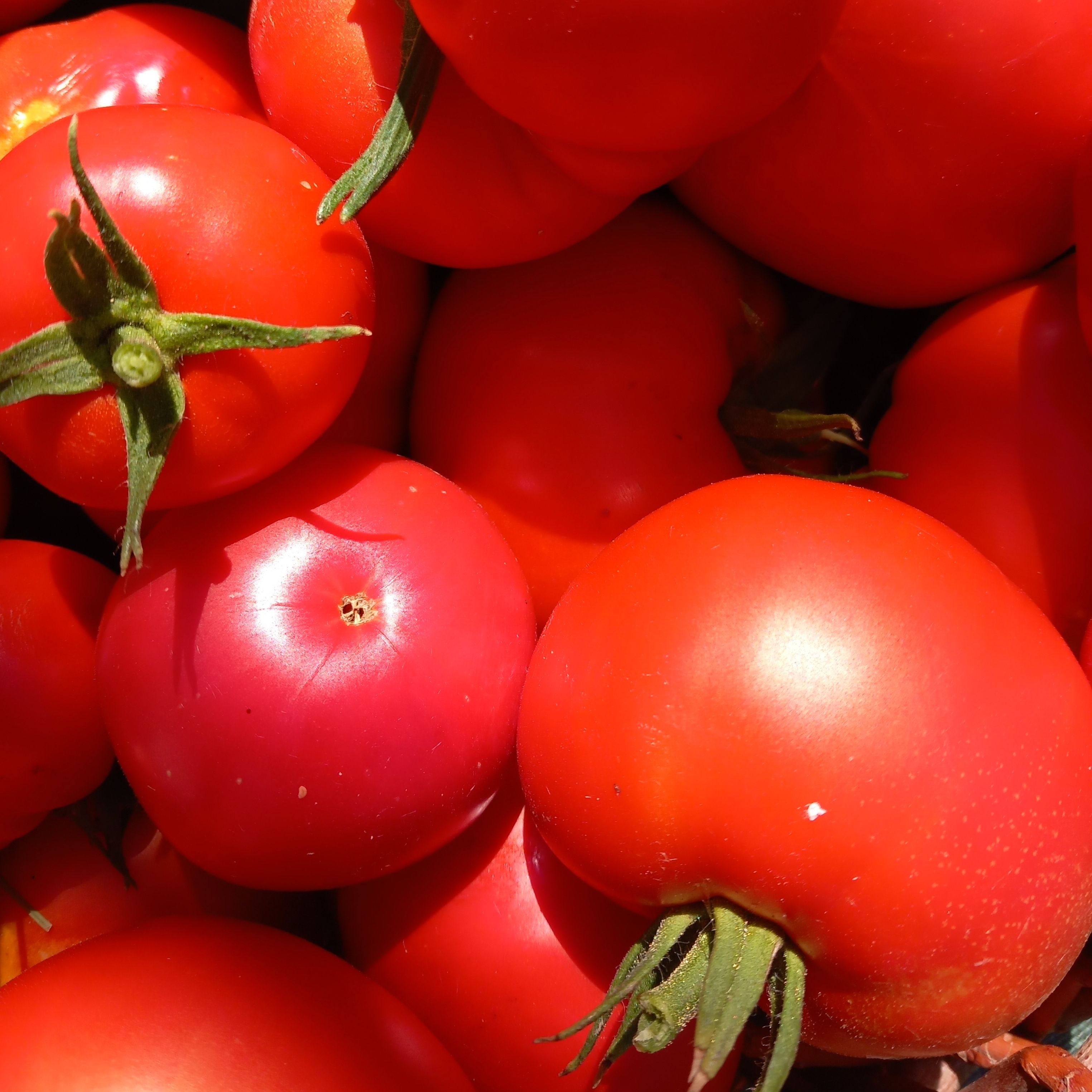 Tomates