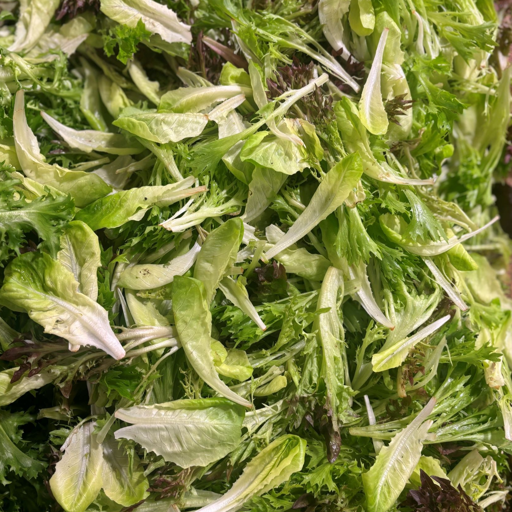 Salade mêlée Bio (sachet 300g)