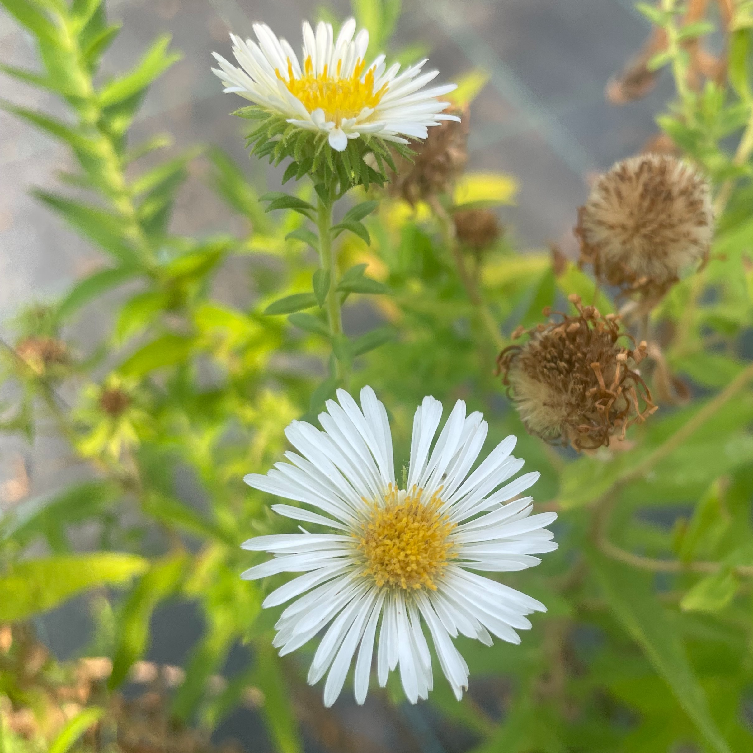 Aster 'Herbstschnee'